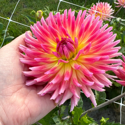 Dahlia Karma Sangria Nyhet!