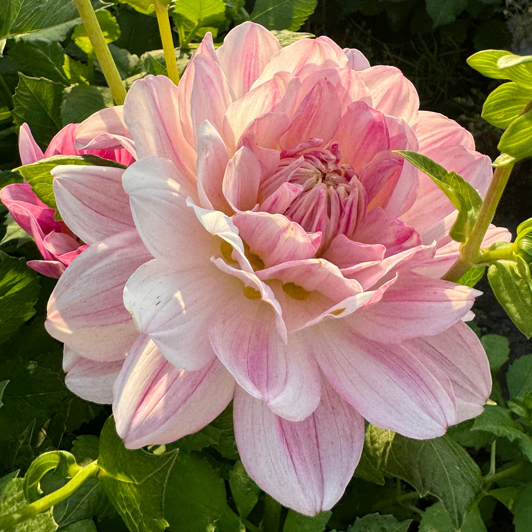 Dahlia Linns Lullaby