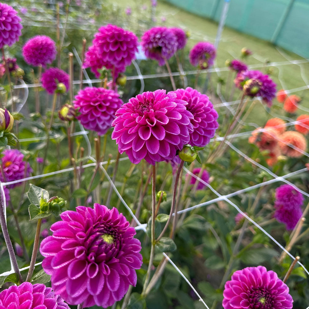 Dahlia Purple Fox