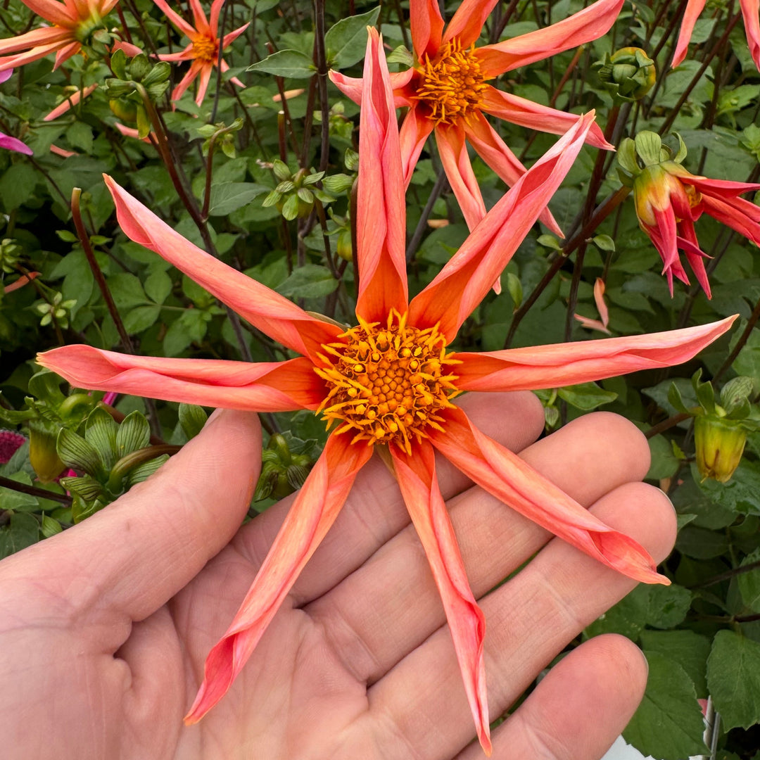 Dahlia Honka Orange