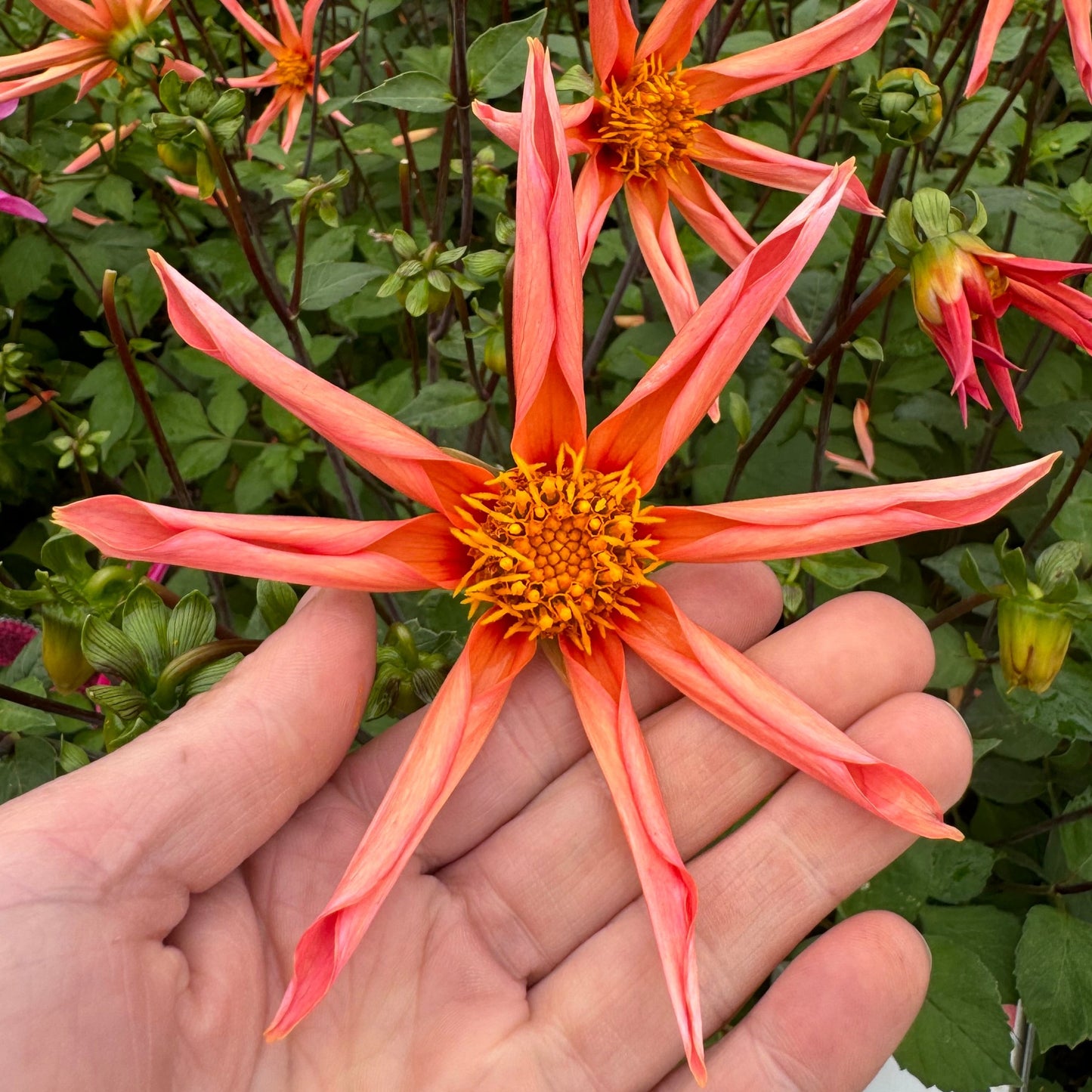 Dahlia Honka Orange Exclusive Nyhet!