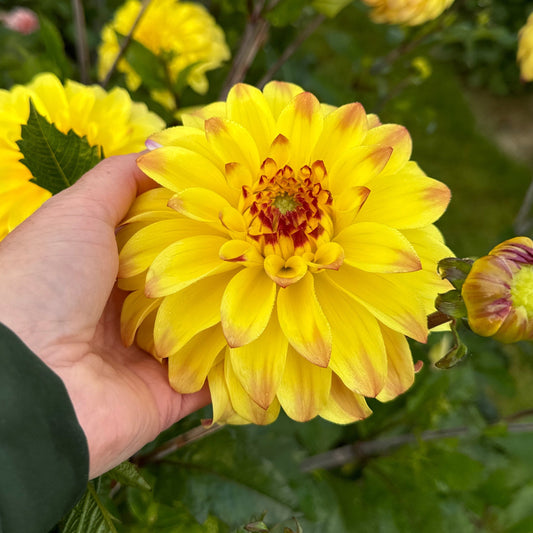 Dahlia Parasol Nyhet!