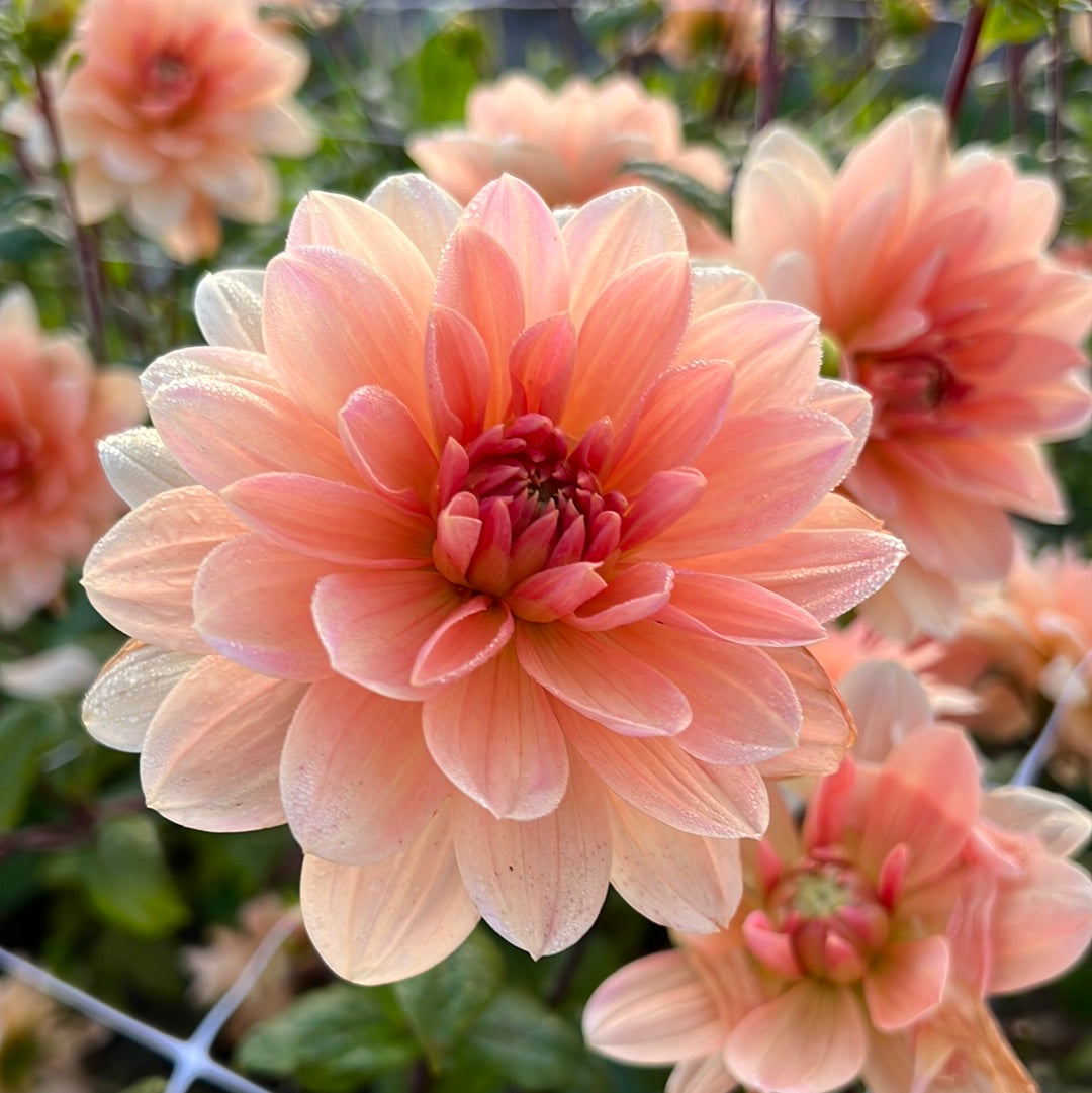 Dahlia Apricot Desire – Dahlias By Linn