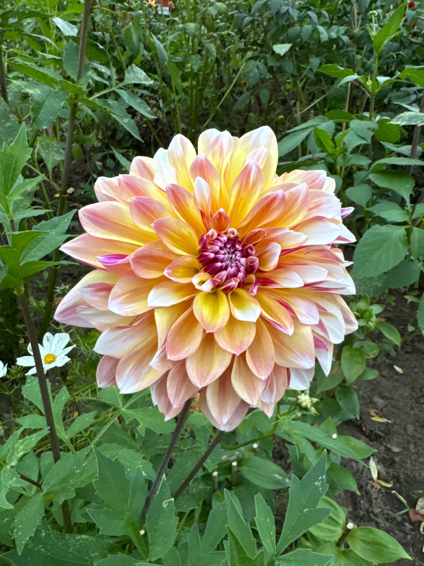 Dahlia Caribean Fantasy