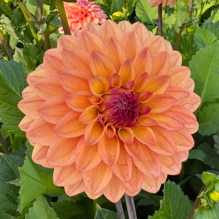 Dahlia Hello You!