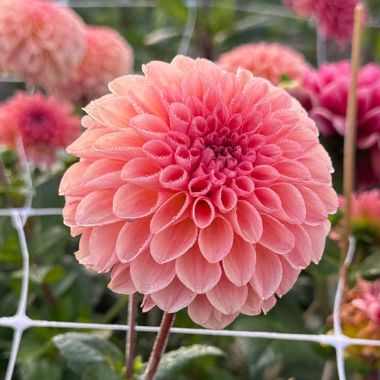 Dahlia Sebastian