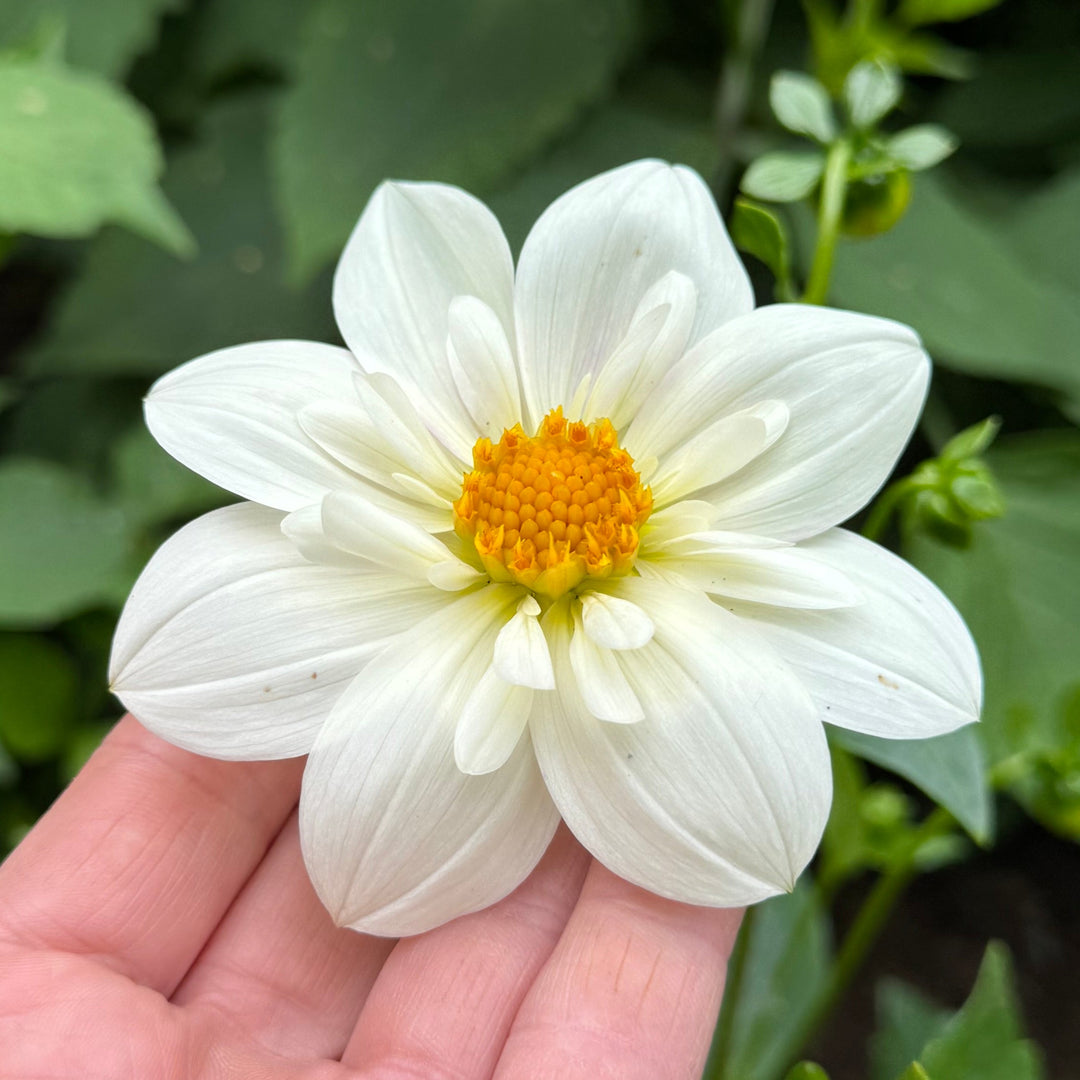 Dahlia Impression Flamenco