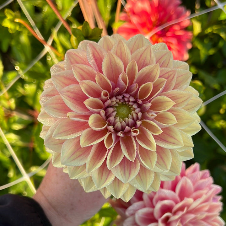 Dahlia Dusty Beauty
