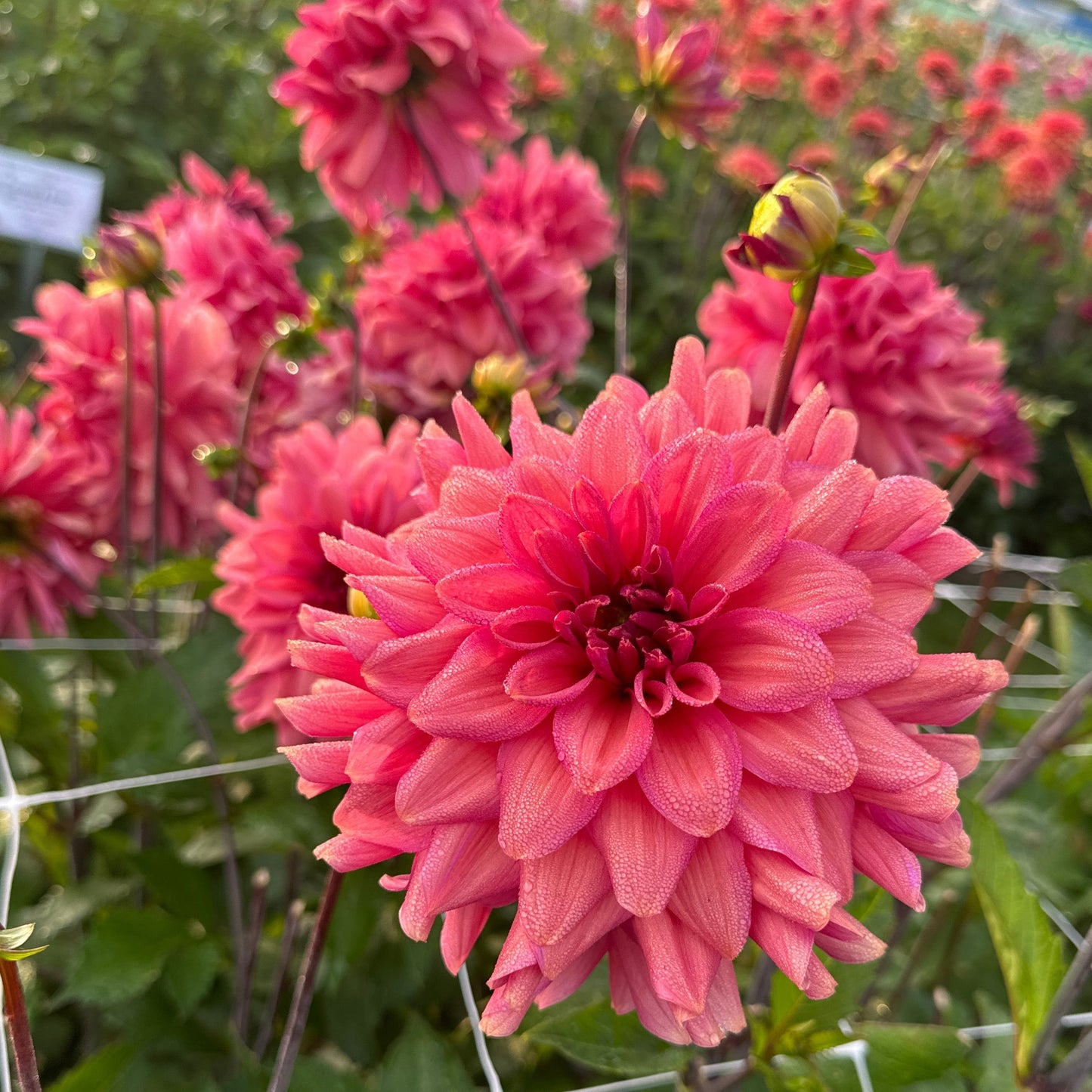 Dahlia Negroni Sunset Nyhet!