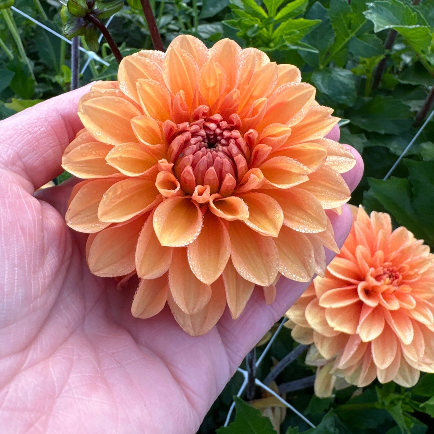 Dahlia Bazuin Bright Orange