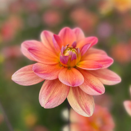 Dahlia Morning Glory