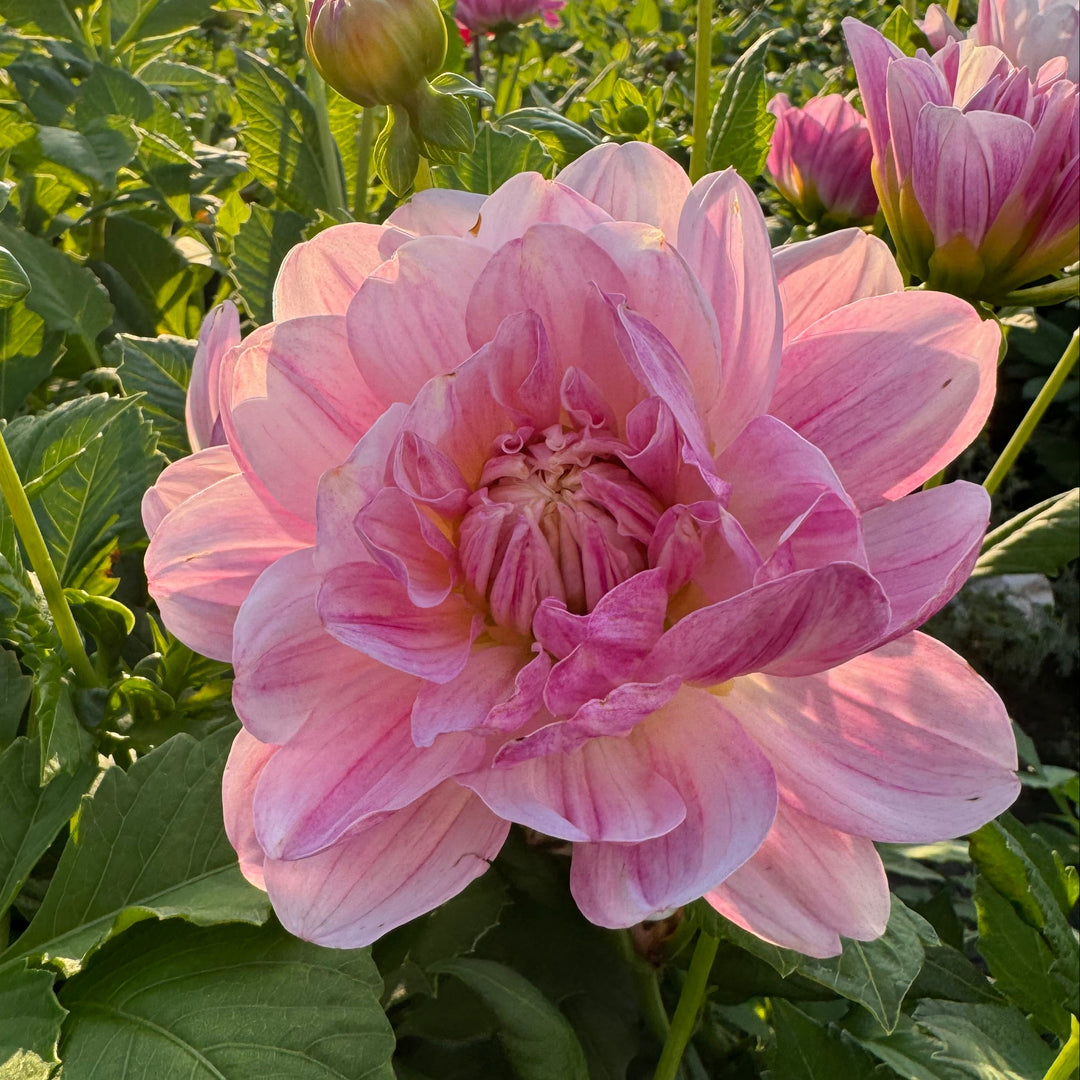 Dahlia Linns Lullaby