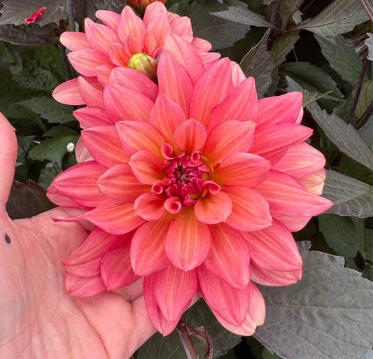 Dahlia Camelot