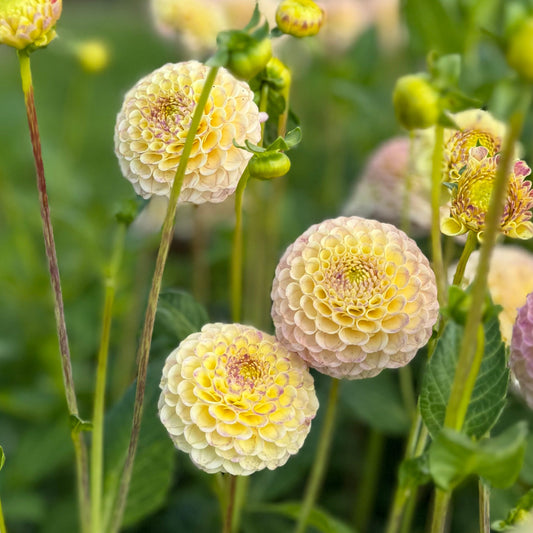 Dahlia Hapet Combo Nyhet!