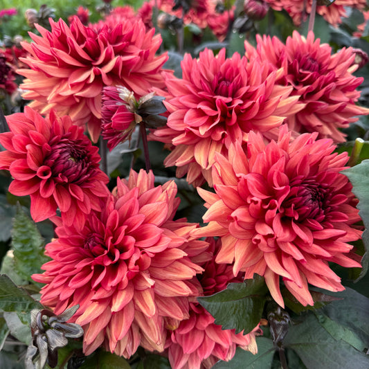 Dahlia Emmas Hug  LB-104