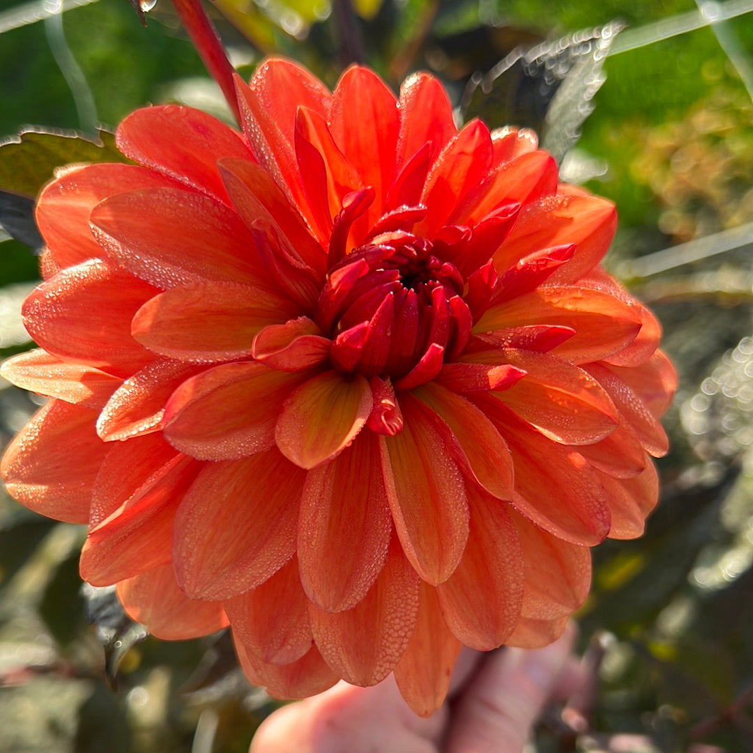 Dahlia Orange Pekoe Nyhet! – Dahlias By Linn