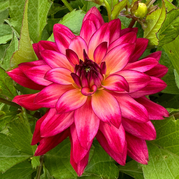 Dahlia Ocean of Love