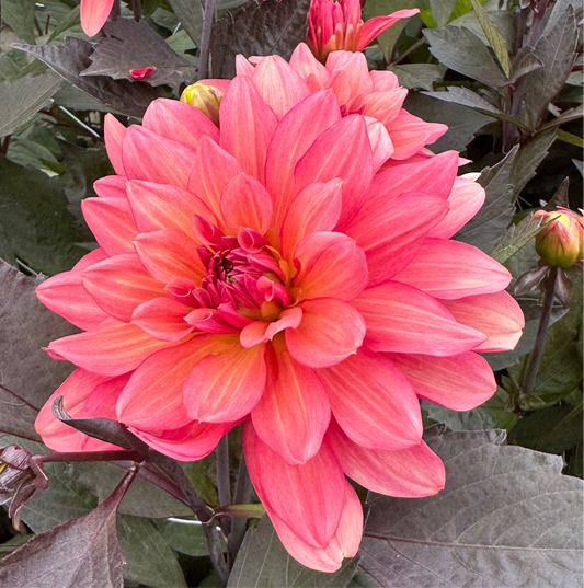 Dahlia Camelot