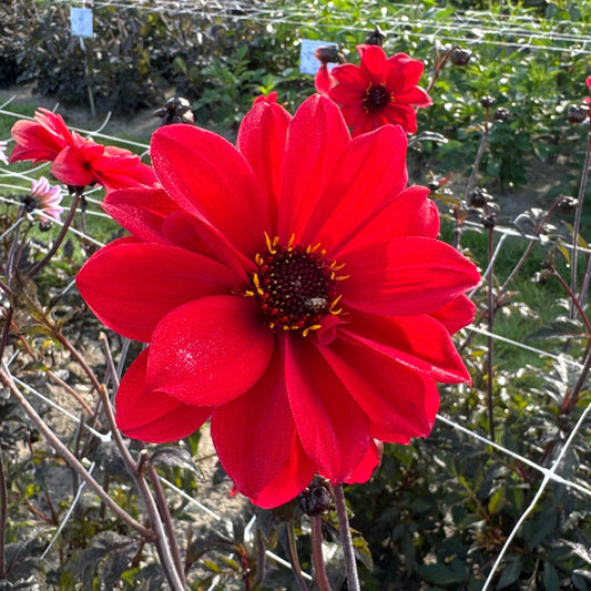 Dahlia Bishop of Llandaff Nyhet!