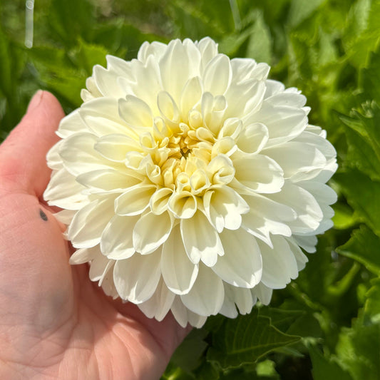 Dahlia Cream Corner Nyhet!