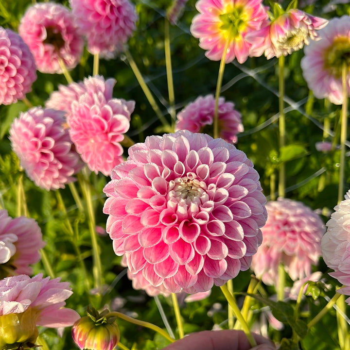 Dahlia Marshmallow Baby