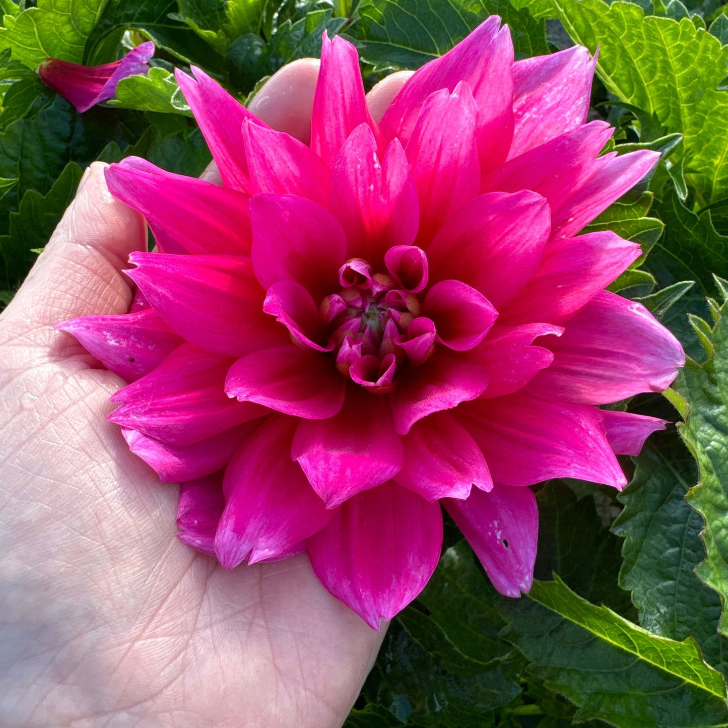 Dahlia Bluesette Nyhet!