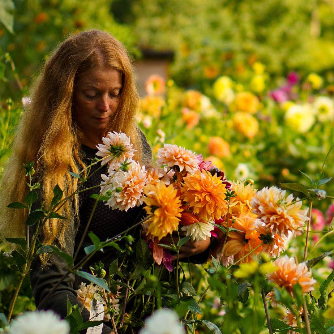 Dahlia SNITT mix 10st knölar