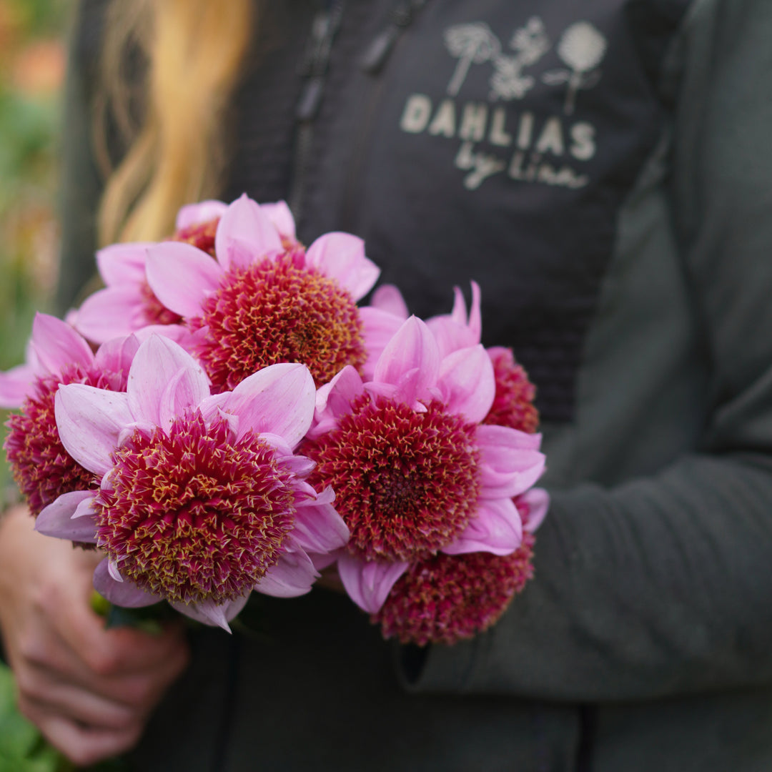 Dahlia Raspberry Puff