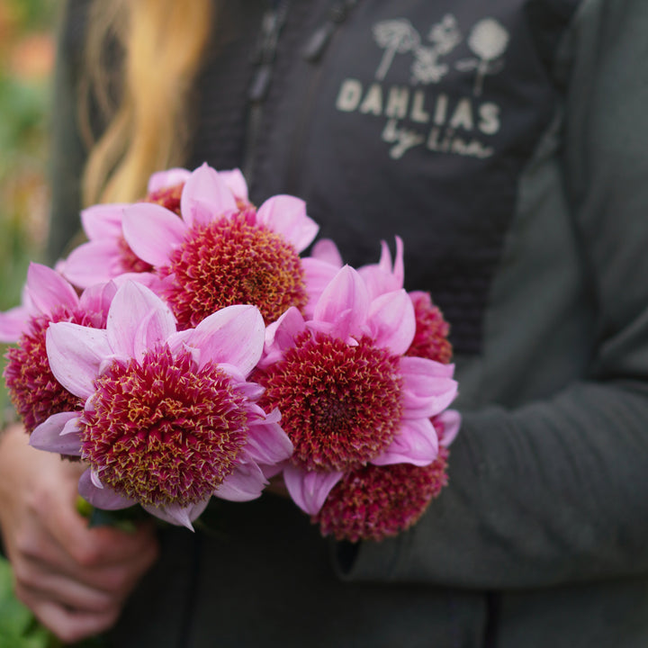 Dahlia Raspberry Puff