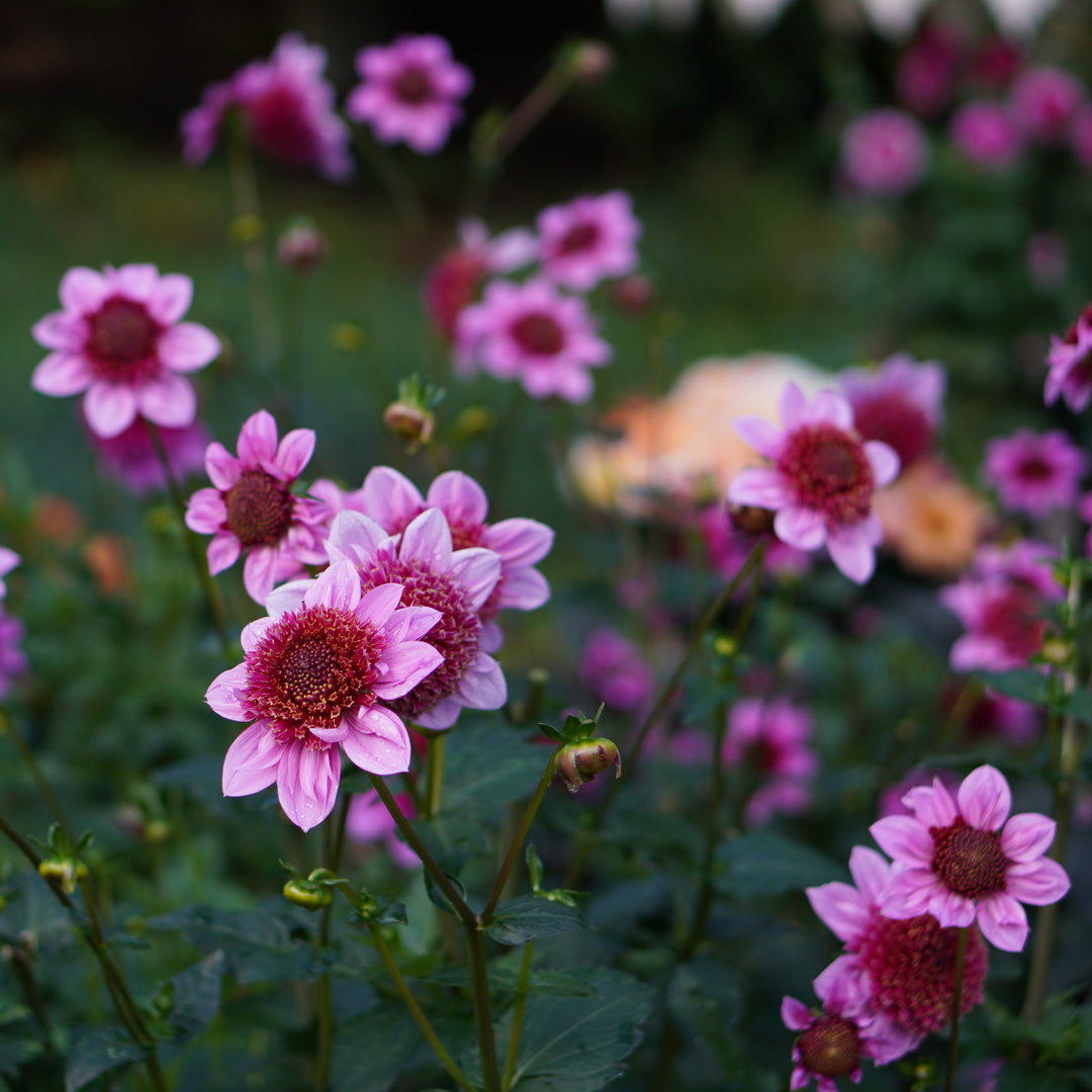 Dahlia Raspberry Puff