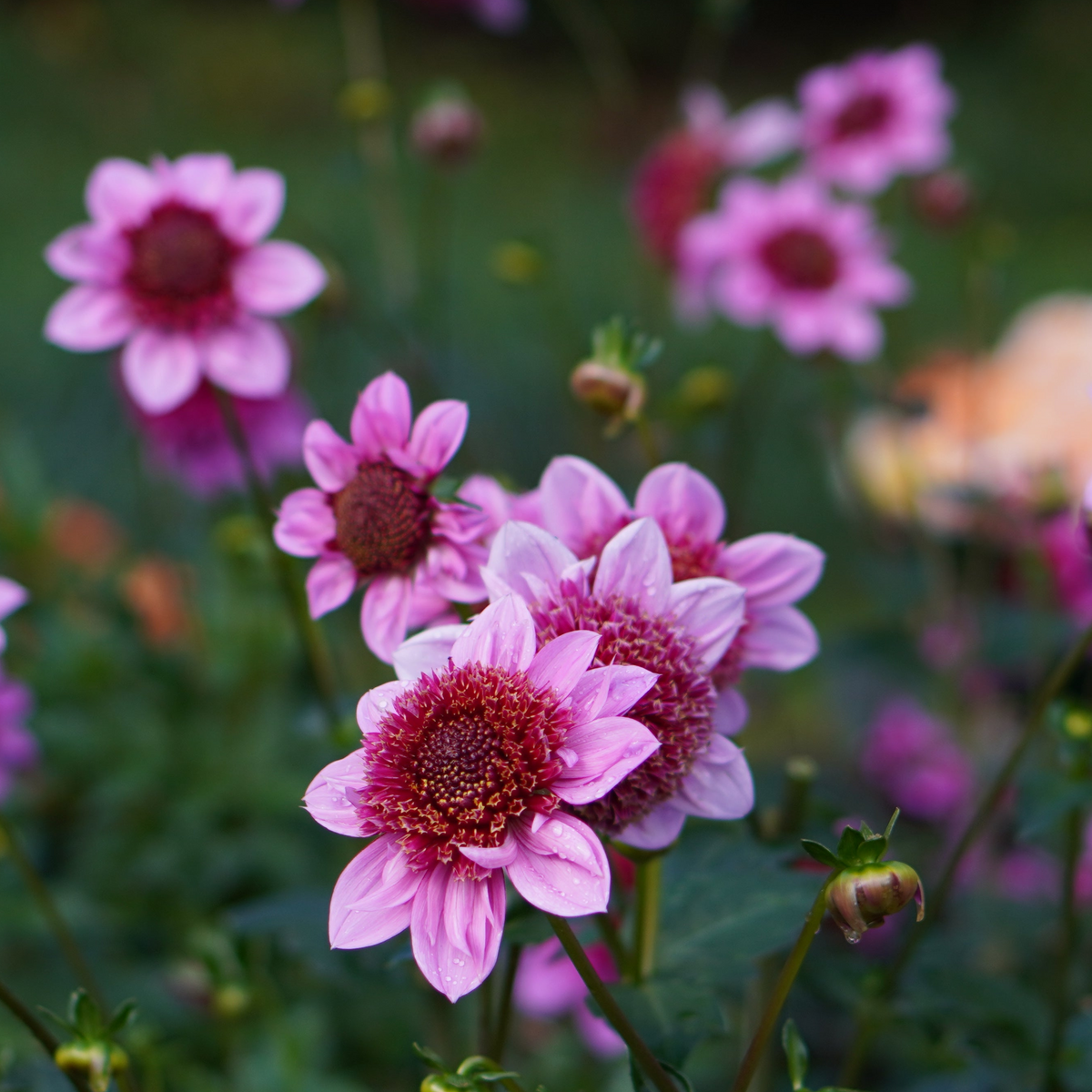 Dahlia Raspberry Puff Dahlia Raspberry Puff Exclusive! – Dahlias By Linn