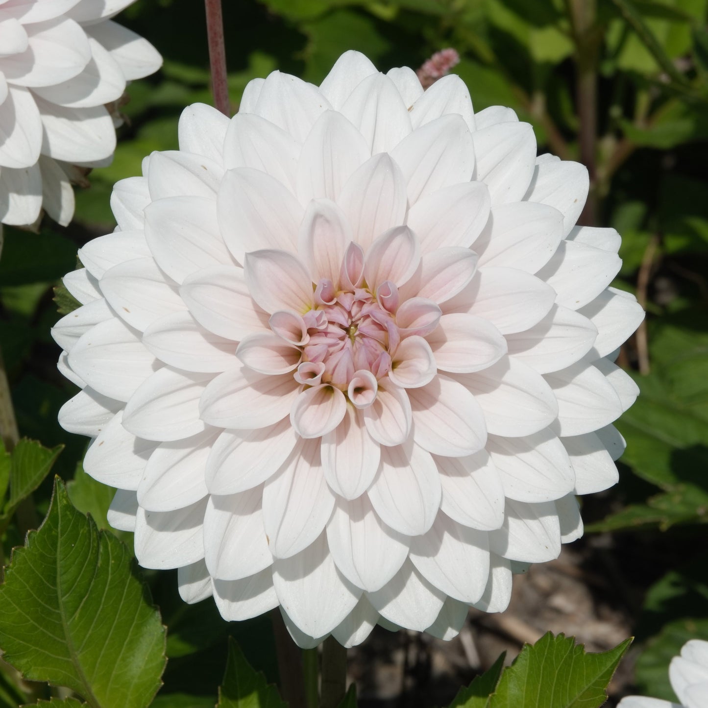 Dahlia 2 kvadrat Djup kärlek