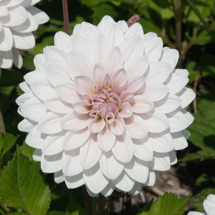 Dahlia 2 kvadrat Djup kärlek