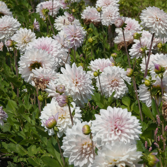 Dahlia Valentin ® Nyhet!