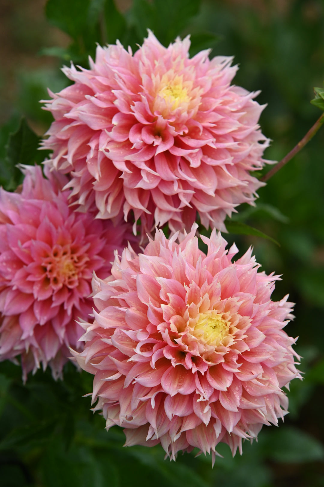 Dahlia Just Married