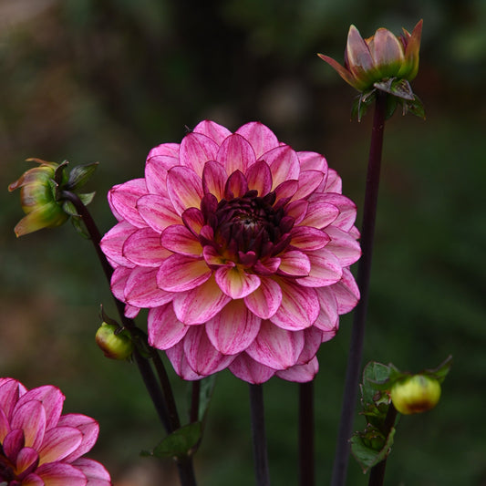 Dahlia Muchacha