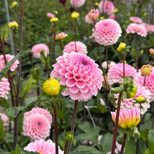 Dahlia Wizard of Oz