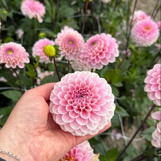 Dahlia Wizard of Oz