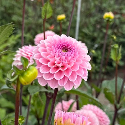 Dahlia Wizard of Oz