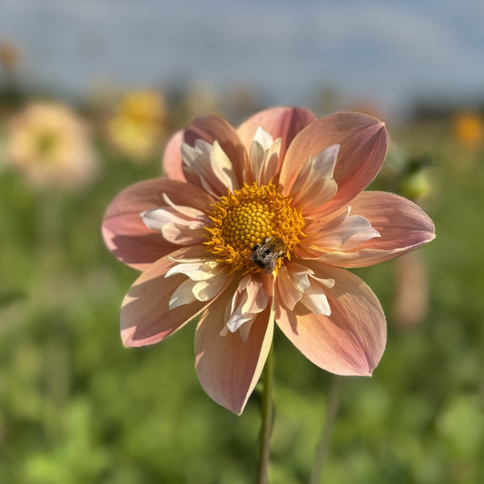 Dahlia FDM's SoJo Nyhet!