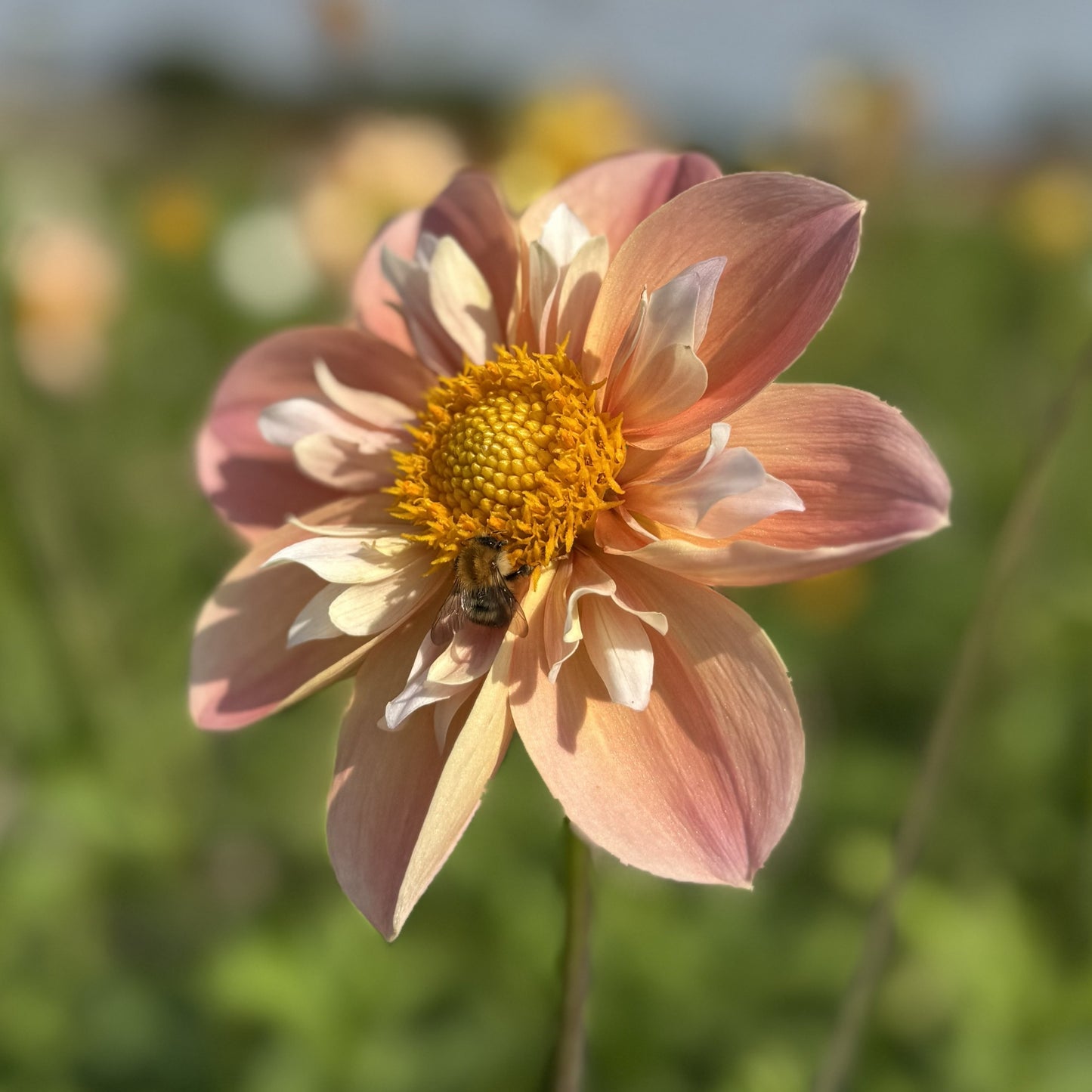 Dahlia FDM's SoJo Nyhet!