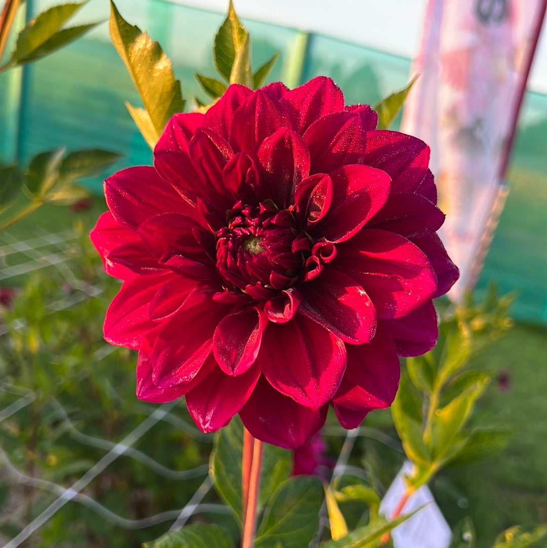 Dahlia Admiral Rawlings