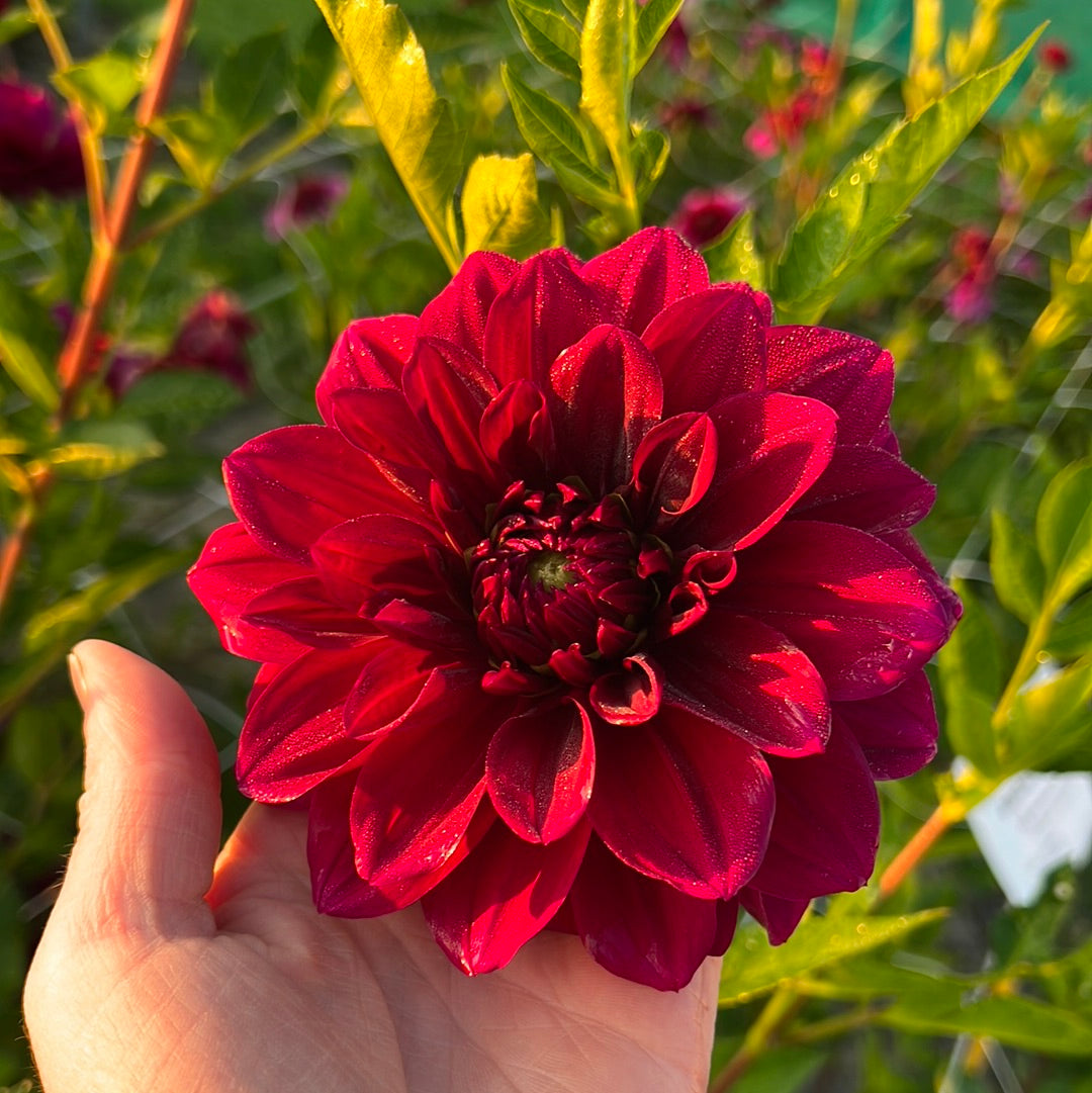 Dahlia Admiral Rawlings