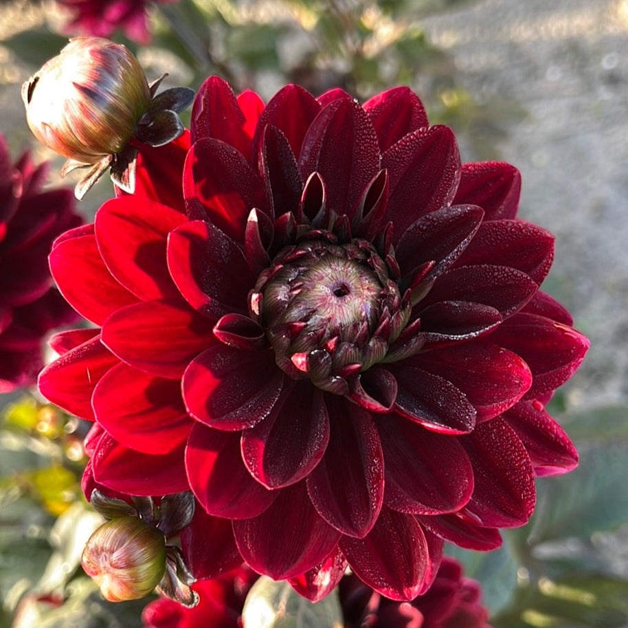 Dahlia After dusk