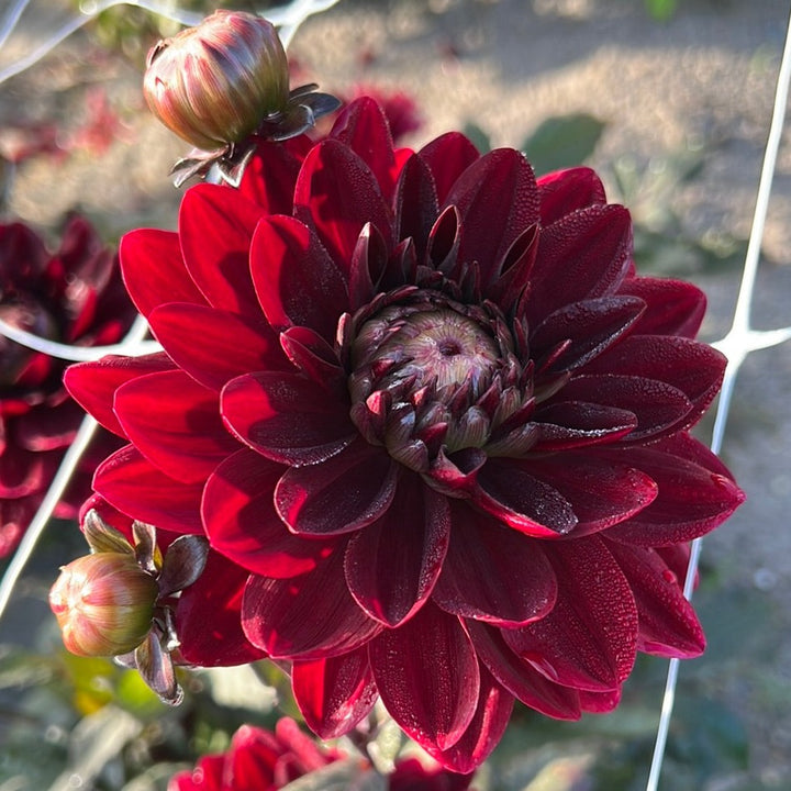 Dahlia After dusk