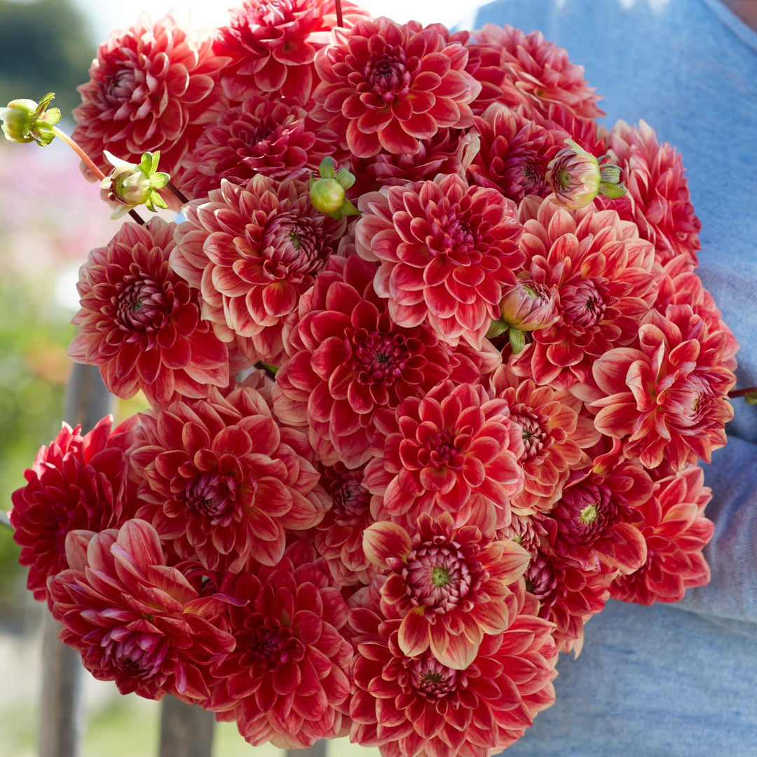 Dahlia All That Jazz