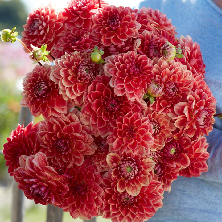 Dahlia All That Jazz