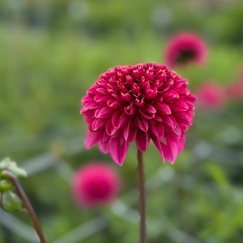 Dahlia Alyshia
