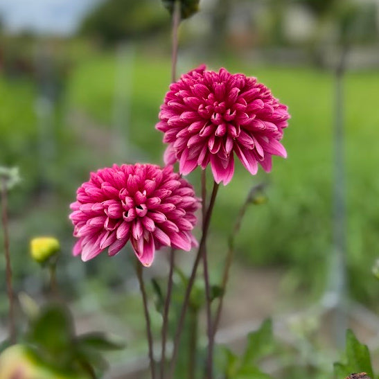 Dahlia Alyshia