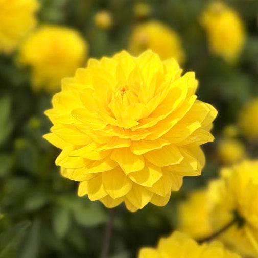Dahlia American Sun